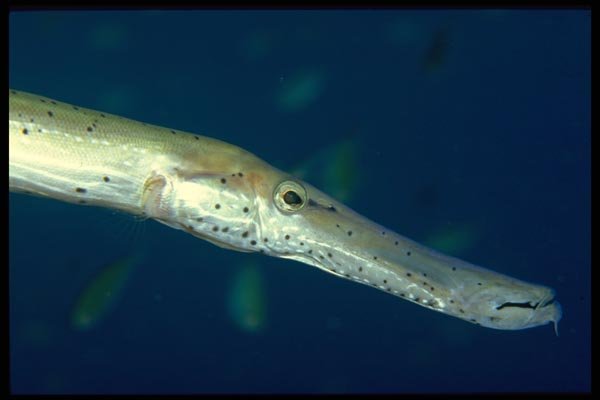 141067 Trumpetfish (face) A4 Photo Print