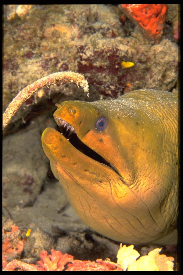 141068 Green Moray Eel A4 Photo Print