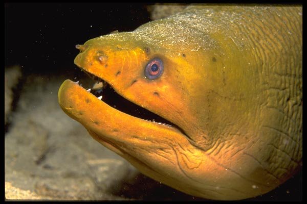 141069 Green Moray Eel A4 Photo Print