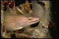 141070 Viper Moray Eel A4 Photo Print