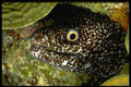 141071 Spotted Moray Eel Face A4 Photo Print