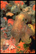 141072 Octopus A4 Photo Print