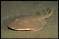 141073 Atlantic Torpedo Ray A4 Photo Print