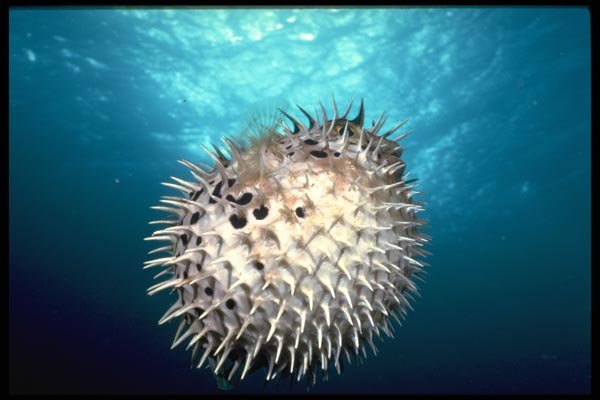 141074 Porcupine Fish A4 Photo Print