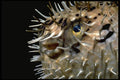 141075 Porcupine Fish (face) A4 Photo Print