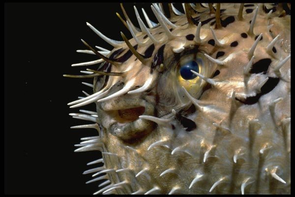 141075 Porcupine Fish (face) A4 Photo Print