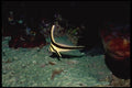 141076 Jackknife Fish A4 Photo Print
