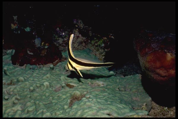 141076 Jackknife Fish A4 Photo Print