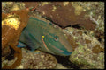 141078 Spotfin Parrotfish A4 Photo Print