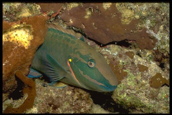 141078 Spotfin Parrotfish A4 Photo Print