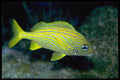 141080 Small Mouth Grunt A4 Photo Print