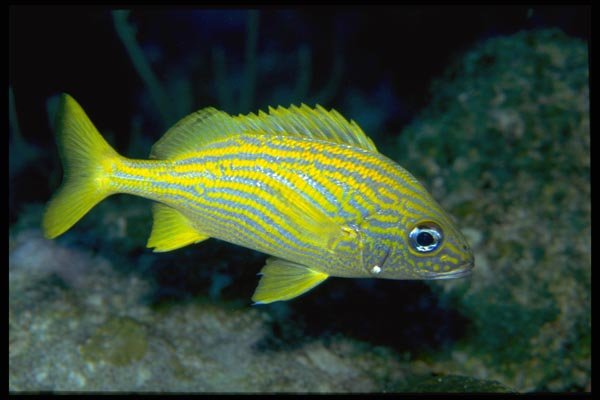 141080 Small Mouth Grunt A4 Photo Print
