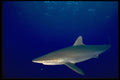 141082 Silky Shark A4 Photo Print