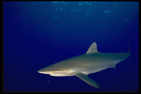 141082 Silky Shark A4 Photo Print