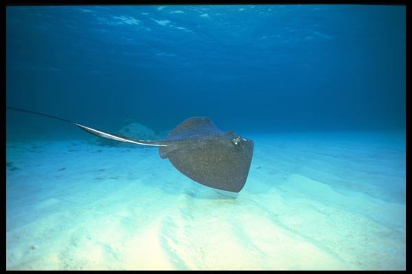 141084 Southern Stingray A4 Photo Print