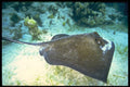 141085 Southern Stingray A4 Photo Print