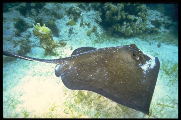 141085 Southern Stingray A4 Photo Print