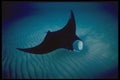 141086 Atlantic Manta Ray A4 Photo Print