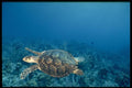 141087 Hawksbill Turtle A4 Photo Print
