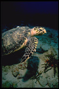 141088 Hawksbill Turtle A4 Photo Print