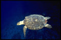 141089 Hawksbill Turtle A4 Photo Print