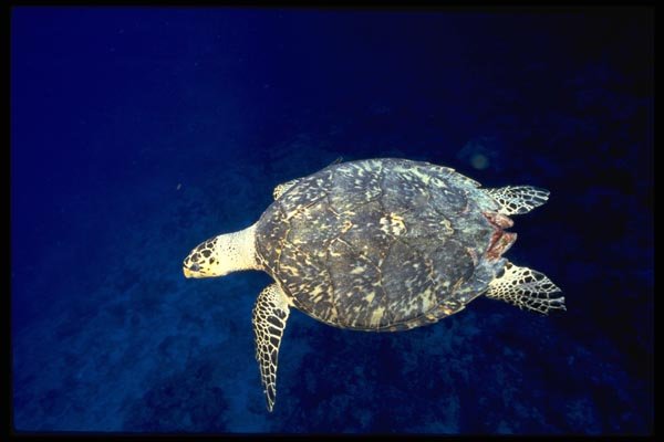 141089 Hawksbill Turtle A4 Photo Print