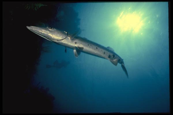 141090 Barracuda A4 Photo Print
