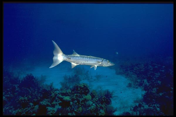 141091 Barracuda A4 Photo Print