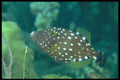 141093 White Spotted Filefish A4 Photo Print