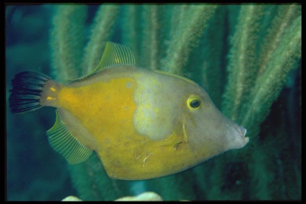 141094 Orange Filefish A4 Photo Print
