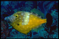 141095 Orange Filefish A4 Photo Print