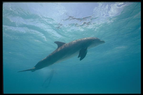 141096 Bottle nosed Dolphin A4 Photo Print