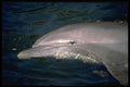 141097 Bottle nosed Dolphin Head A4 Photo Print