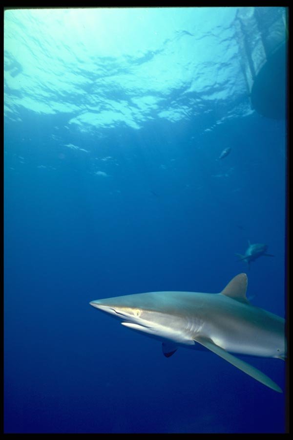 141098 Silky Shark A4 Photo Print