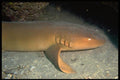 141099 Nurse Shark A4 Photo Print