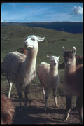 142034 Llama A4 Photo Print