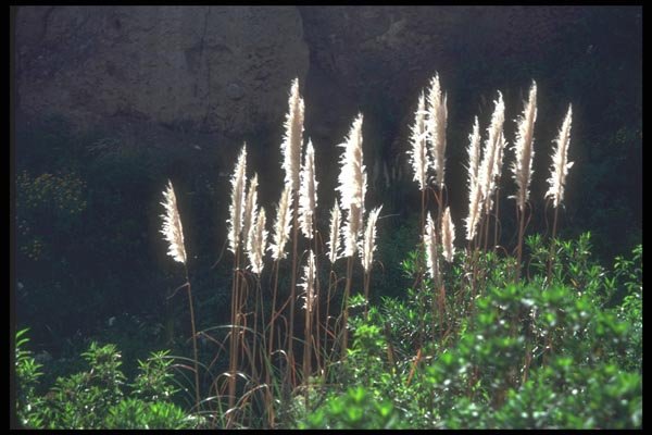 142039 Ornamental Grasses, Anta Valley A4 Photo Print