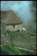 142050 Hut With Llamas, Machu Picchu A4 Photo Print