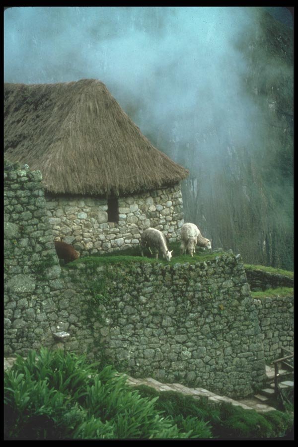 142050 Hut With Llamas, Machu Picchu A4 Photo Print