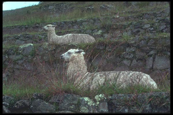 142051 Llamas, Machu Picchu A4 Photo Print