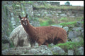 142052 Brown Llama, Machu Picchu A4 Photo Print