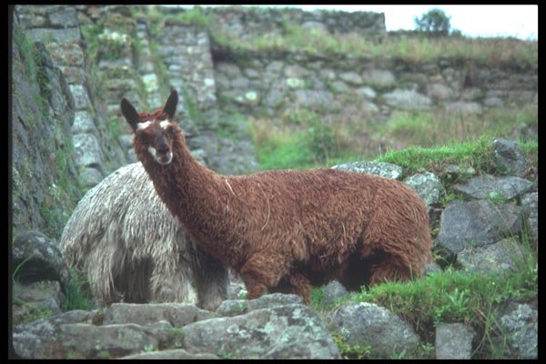 142052 Brown Llama, Machu Picchu A4 Photo Print