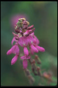 142057 Purple Flower, Machu Picchu A4 Photo Print