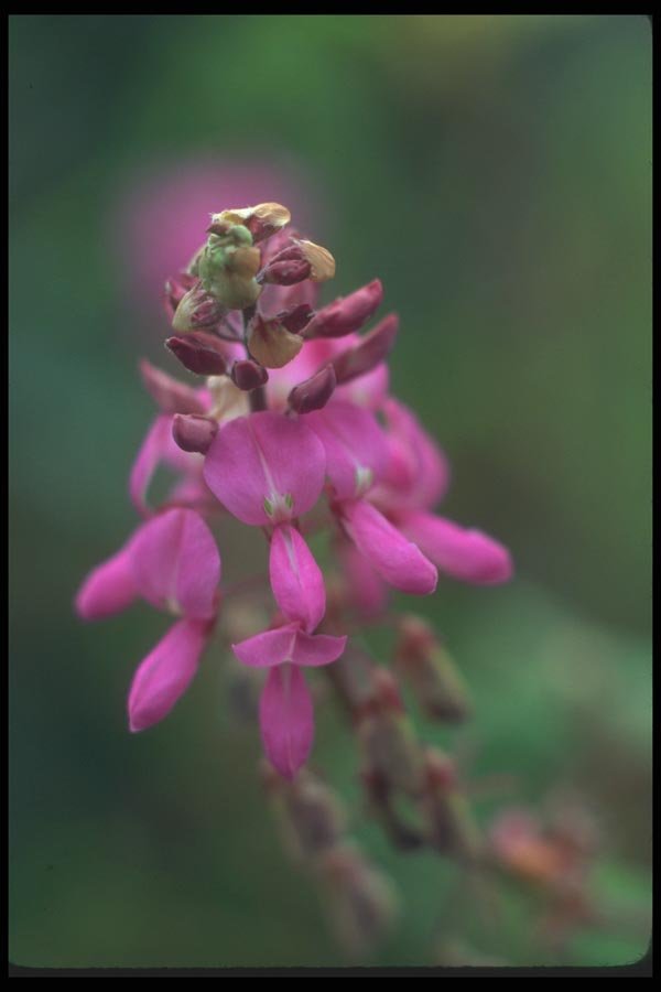 142057 Purple Flower, Machu Picchu A4 Photo Print