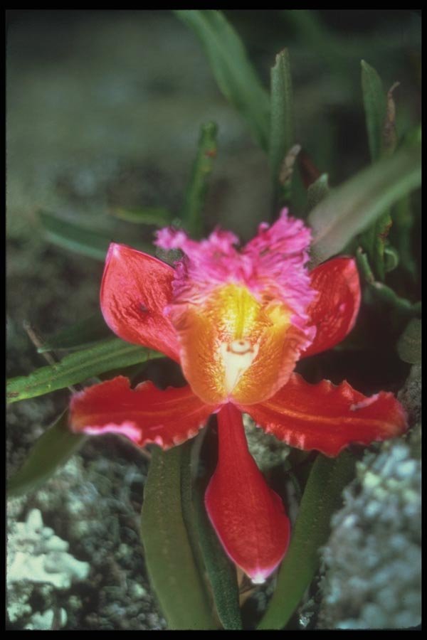 142058 Orchid, Machu Picchu A4 Photo Print