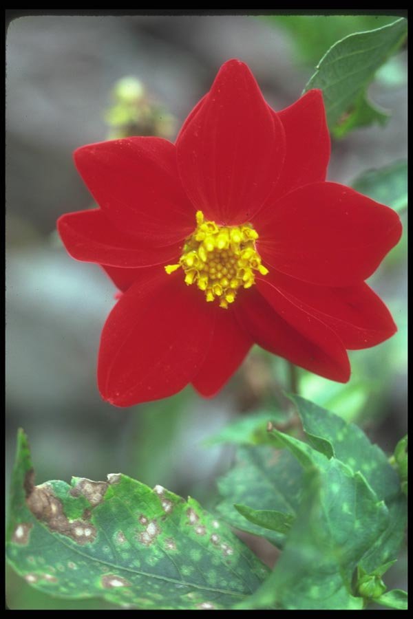 142063 Wild Dahlia, Machu Picchu A4 Photo Print