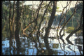 142068 Trees In The Nanay River A4 Photo Print
