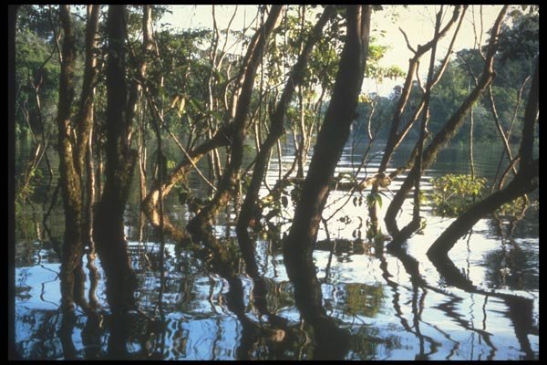 142068 Trees In The Nanay River A4 Photo Print