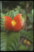 142071 Orange And Green Plant, Peruvian Jungle A4 Photo Print