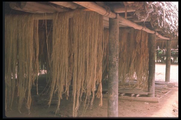 142078 Drying Hemp A4 Photo Print